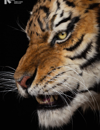 Mô hình Infinity Studio - Siberian tiger 1/1