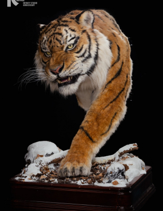 Mô hình Infinity Studio - Siberian tiger 1/1